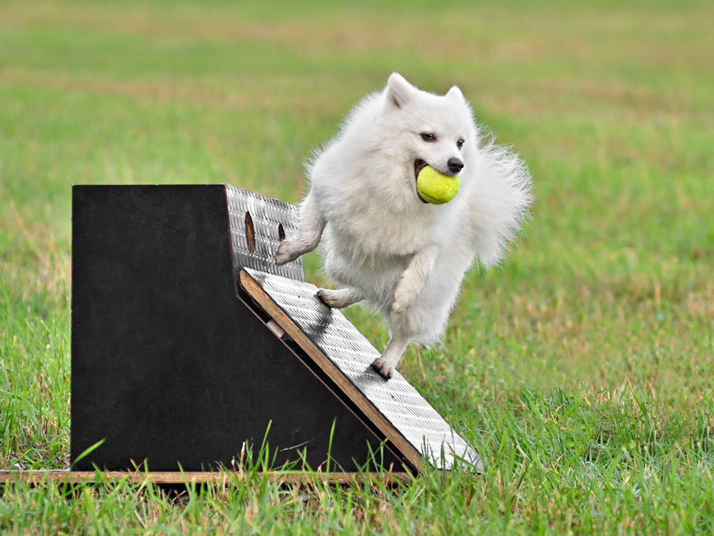 Dog turning on a flyball box