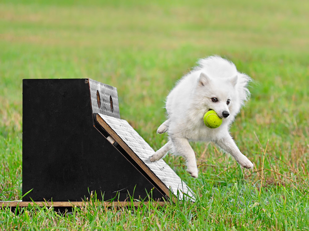 Dog leaving the flyball box